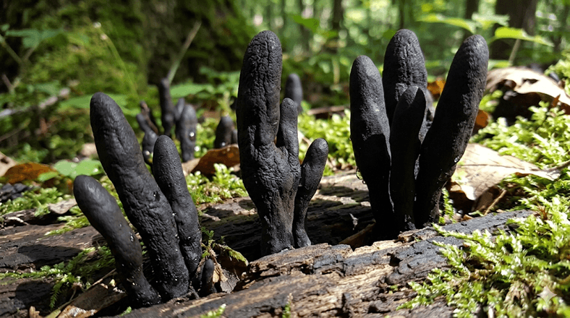 Dead Man's Fingers